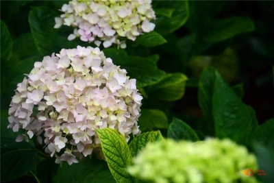 武定狮子山的绣球花开了，清新优雅美如画~