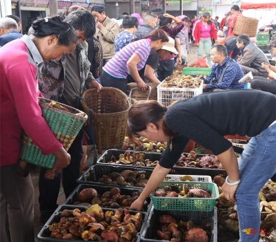 【自驾攻略】菌香时节到南华，吃菌、采菌、游玩一站式轻松搞定！