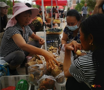 大姚县：深山采菌  采出“香饽饽” 