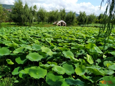 小暑 | 盛夏来临，到楚雄邂逅绿色清凉避暑胜地！