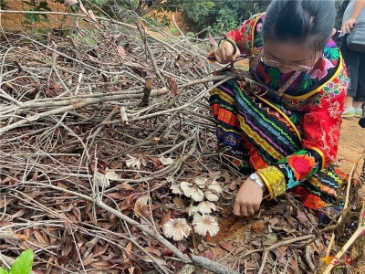 大姚县：深山采菌  采出“香饽饽” 