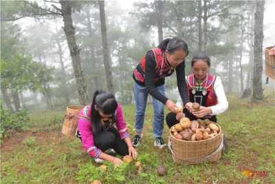 又是一年野菌飘香时，到南华来一场“菌子之约”吧！