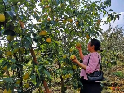 楚雄秋季水果采摘攻略出炉！丰收的季节，采摘游走起！