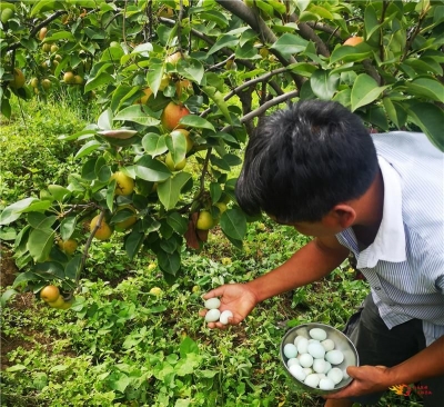 大姚县：林下经济“小引擎”  增收致富“大能量”
