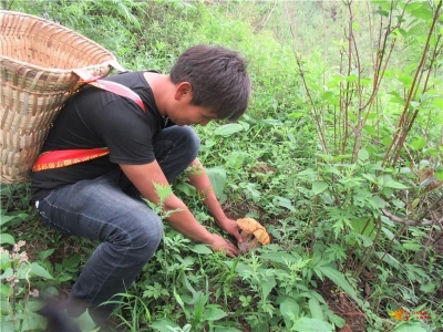 又是一年野菌香，上山拾菌约起来！