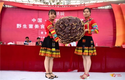 美丽南华，野菌飘香！南华第十七届野生菌美食文化节暨农民丰收节启幕