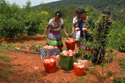 秋色美，瓜果香！禄丰和平人民喊你去吃水果、品美食、赏美景~