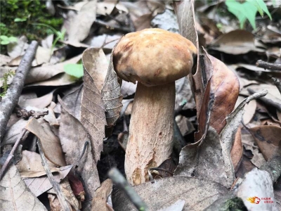 又是一年野菌香，上山拾菌约起来！