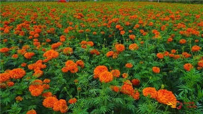 【多图】南华高铁站万寿菊花海美爆了！快来打卡