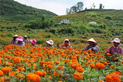 禄丰南冲村：万寿菊花开成海  助农增收