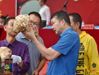 又是一年野菌飘香时，到南华来一场“菌子之约”吧！