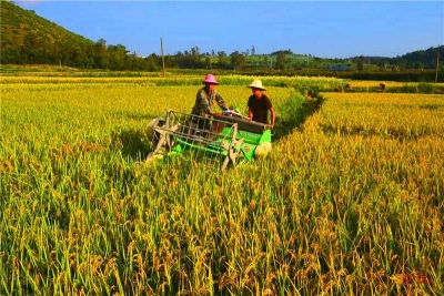 【多图】楚雄南华：秋染田野遍地金黄
