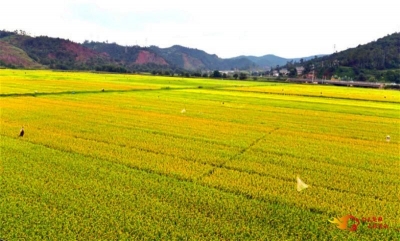 【多图】楚雄南华：秋染田野遍地金黄
