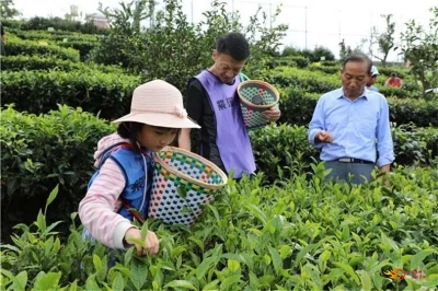楚雄“双节”：旅游市场稳步恢复，文旅融合产品受热捧！