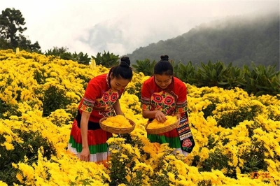 秋色醉人！楚雄赏秋去哪里？看这篇就够了~
