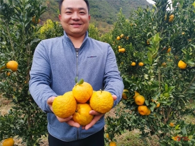 楚雄大姚：柑橘熟了 农民笑了