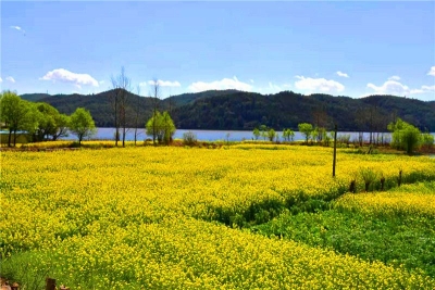 楚雄这些地方即将花开成海，早春出游计划可以安排起来了！