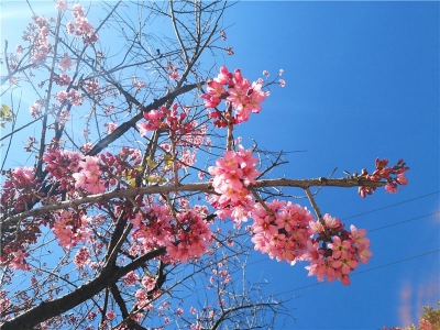 冬未尽，春已来！楚雄冬樱花盛开，唯美浪漫！