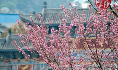 冬未尽，春已来！楚雄冬樱花盛开，唯美浪漫！
