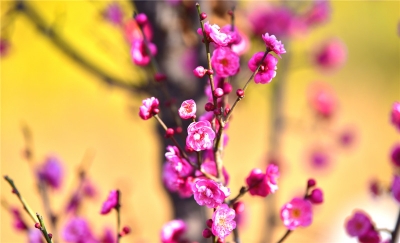 楚雄南华：春暖花开春意浓 踏青赏花正当时