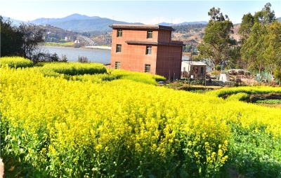 楚雄南华：油菜花开春满园