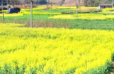 楚雄南华：油菜花开春满园