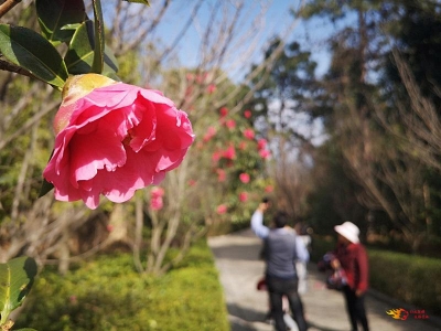 不负好春光，春节期间楚雄周边踏青就去这些地方！