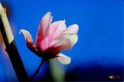 冬日玉兰花开似春来，大姚蜻蛉湖美景如画！