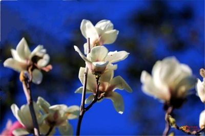 冬日玉兰花开似春来，大姚蜻蛉湖美景如画！