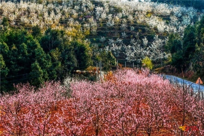 春季来临，用一场赏花之旅解锁你的诗意暖春！