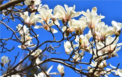 楚雄南华：春暖花开春意浓 踏青赏花正当时