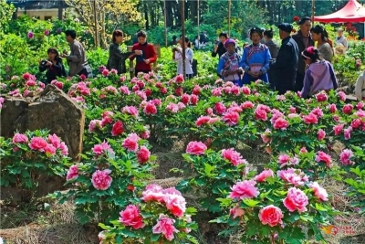惊艳！武定狮子山牡丹盛开，春节赏花约起来~