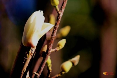冬日玉兰花开似春来，大姚蜻蛉湖美景如画！