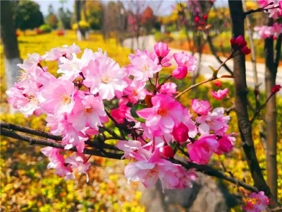 春季来临，用一场赏花之旅解锁你的诗意暖春！