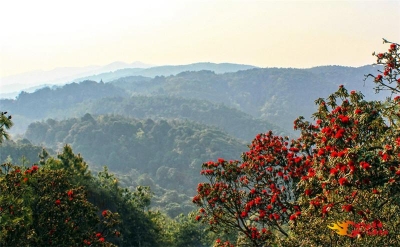 云南大姚：禺同山上马缨红