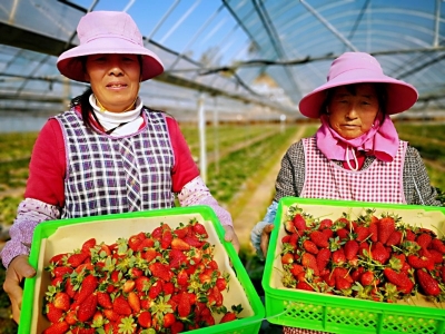 云南大姚：小草莓助力乡村振兴