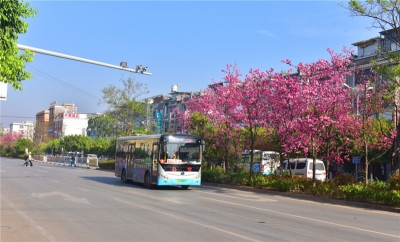 楚雄南华：樱花盛开扮靓公路