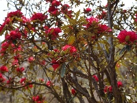 图集|楚雄峨碌公园山茶花盛放，惊艳了春天！