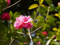 图集|楚雄峨碌公园山茶花盛放，惊艳了春天！