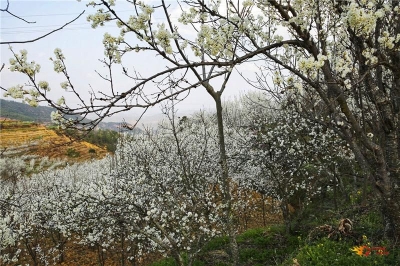 春日踏青正当时，楚雄最美春景藏在这些地方！