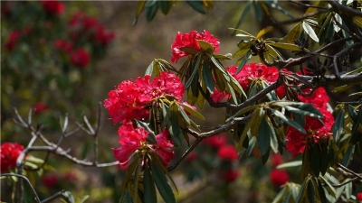 春日限定！楚雄峨碌公园山茶争艳，踏青赏花正当时