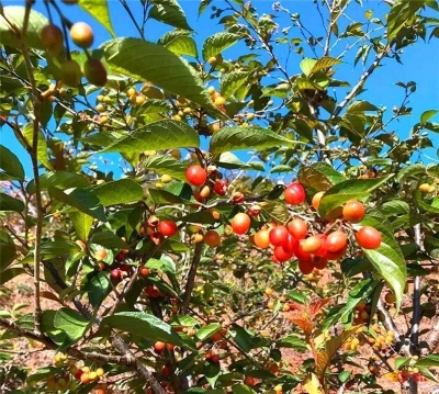 楚雄第一波樱桃采摘攻略出炉！想尝鲜的赶紧~