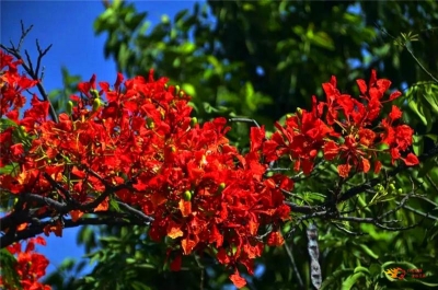 四月花海上线！楚雄周边最新赏花攻略请收好~