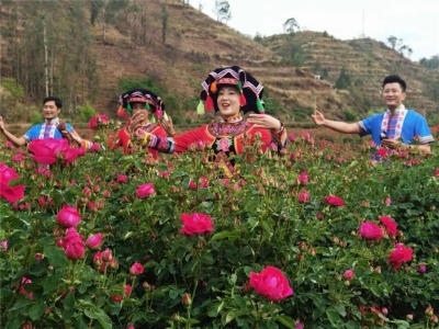 邂逅浪漫花海！姚安光禄千亩玫瑰惊艳绽放，约起来~ 
