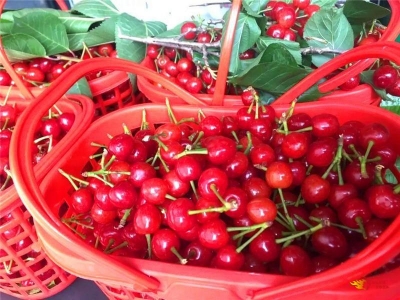 楚雄第一波樱桃采摘攻略出炉！想尝鲜的赶紧~