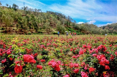 【五一出游】赏花、摘果、游古镇......姚安光禄玩场多，小长假约起来~