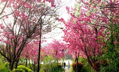 云南大姚：小城春色美，等您来寻春！