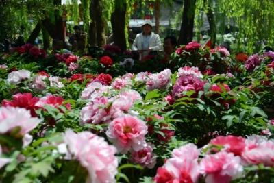 五一去哪玩？这份楚雄旅行清单了解一下