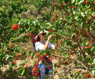 楚雄第一波樱桃采摘攻略出炉！想尝鲜的赶紧~