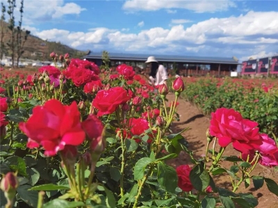 五一去哪玩？这份楚雄旅行清单了解一下